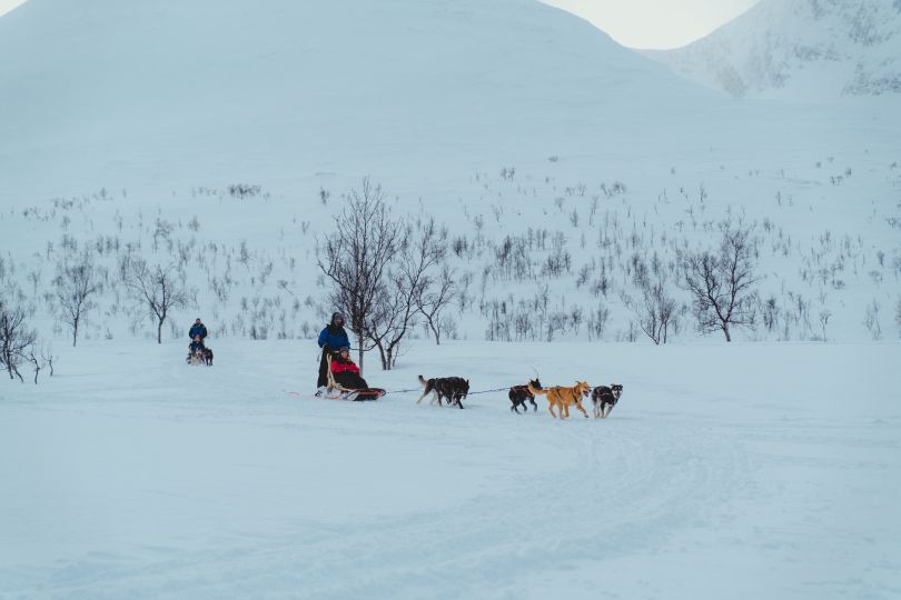Four people dog sledding at Camp Tamok
