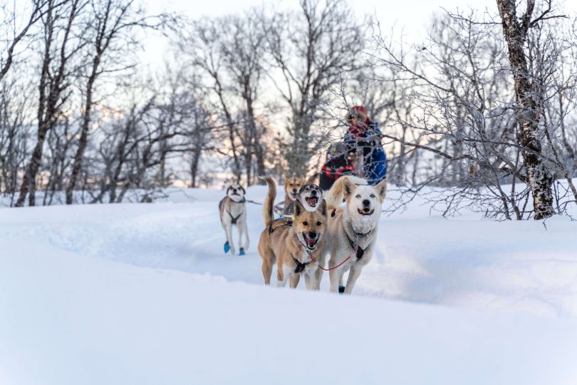 Group of huskies pulling sled with people.