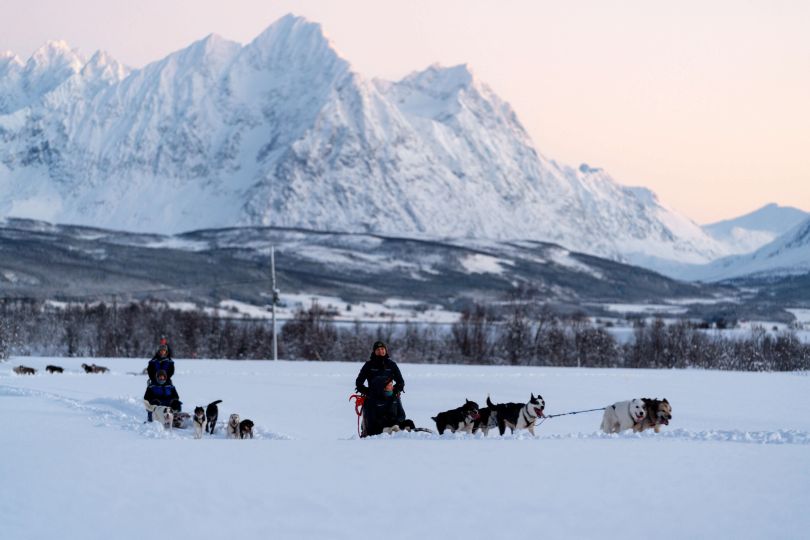 Group of huskies pulling sleds with people.