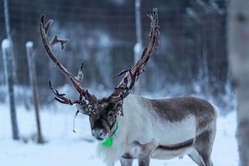 Reindeer standing and enjoying nature