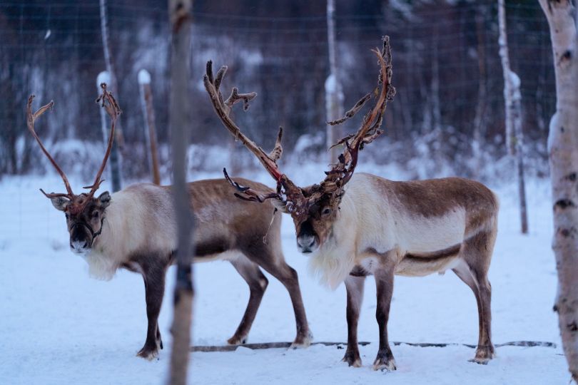 Two reindeers standing and looking at camera