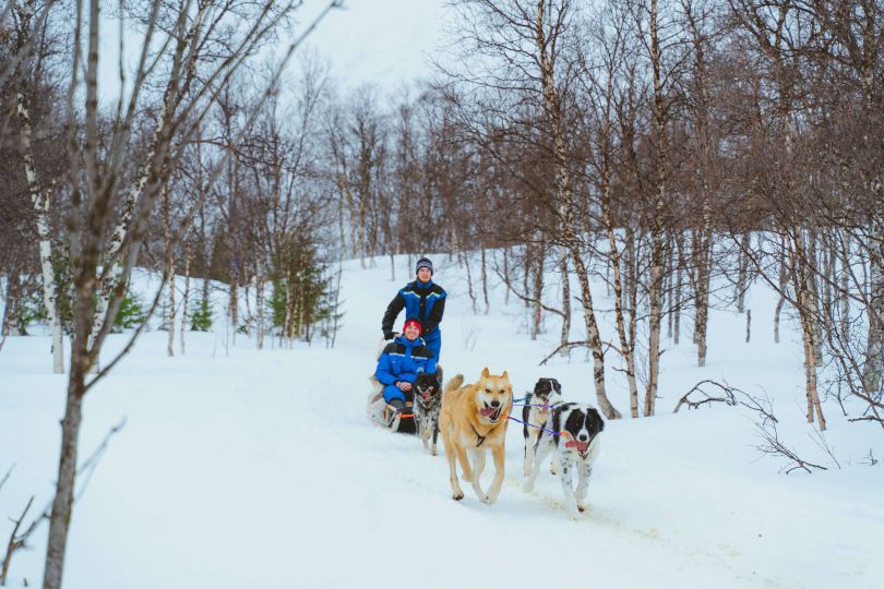 Group of huskies pulling sledge with people in it.