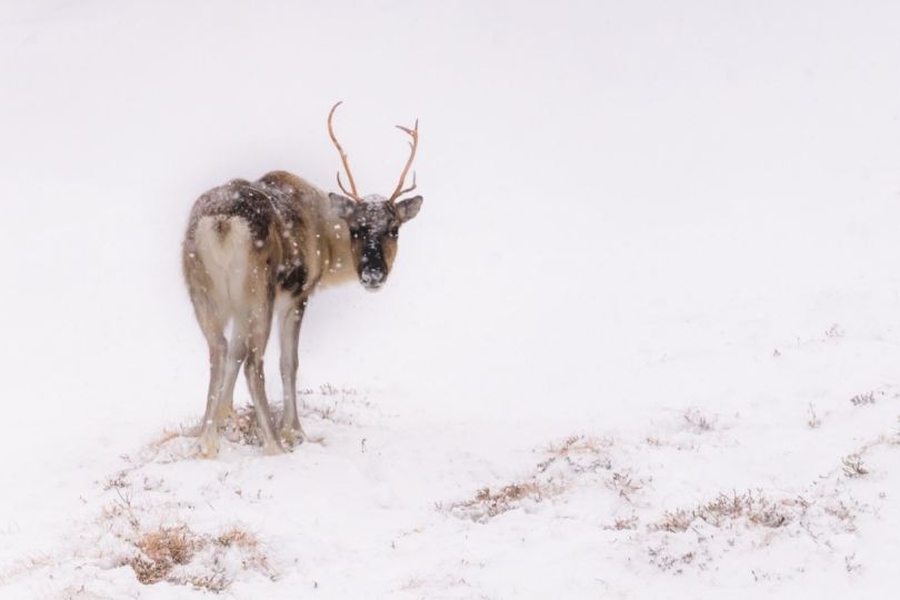 Reindeer standing in snow