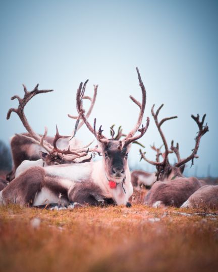 reindeers enyojing nature