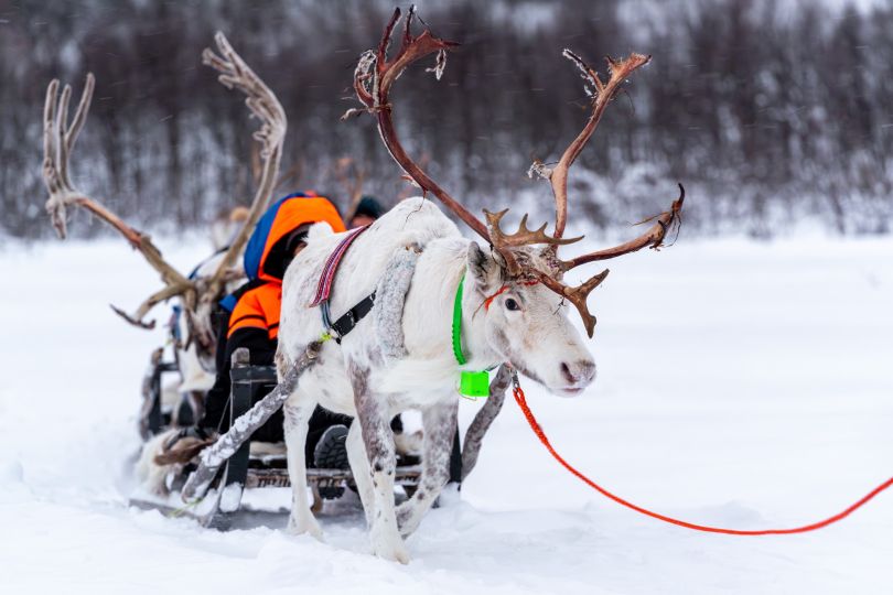 Reindeer pulling sled with people