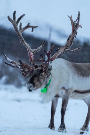 Reindeer standing and enjoying nature