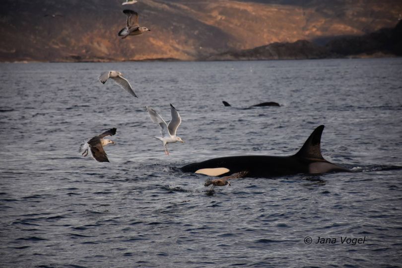 Whale floating with seagulls around him