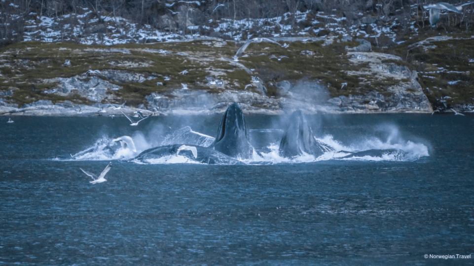 Whales jumping out of water while seagulls flying over them.