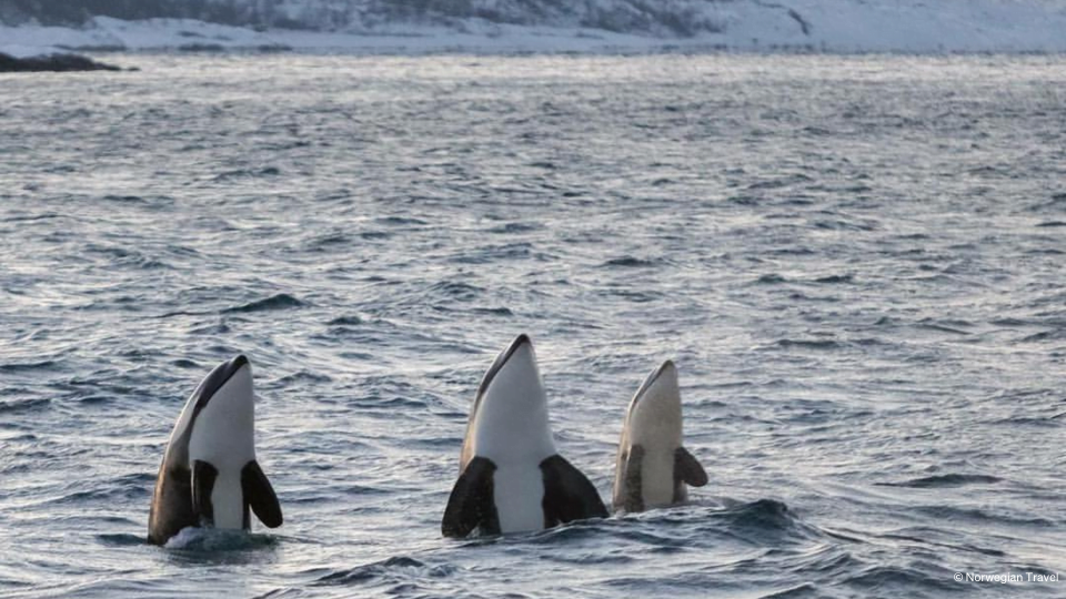 Three whales jumping out of water