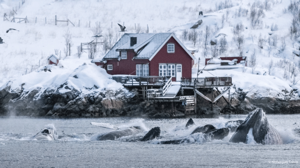 Group of whales passing by red house on shore while seagulls flying over them.