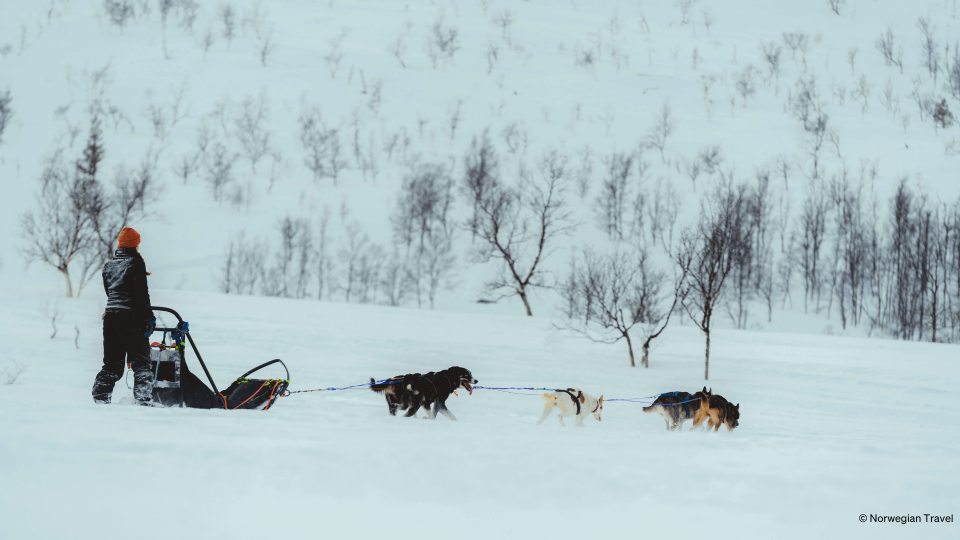 Six huskies pulliong person on sledge through nature