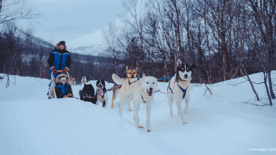 Huskies pulling people on sledge through snow.