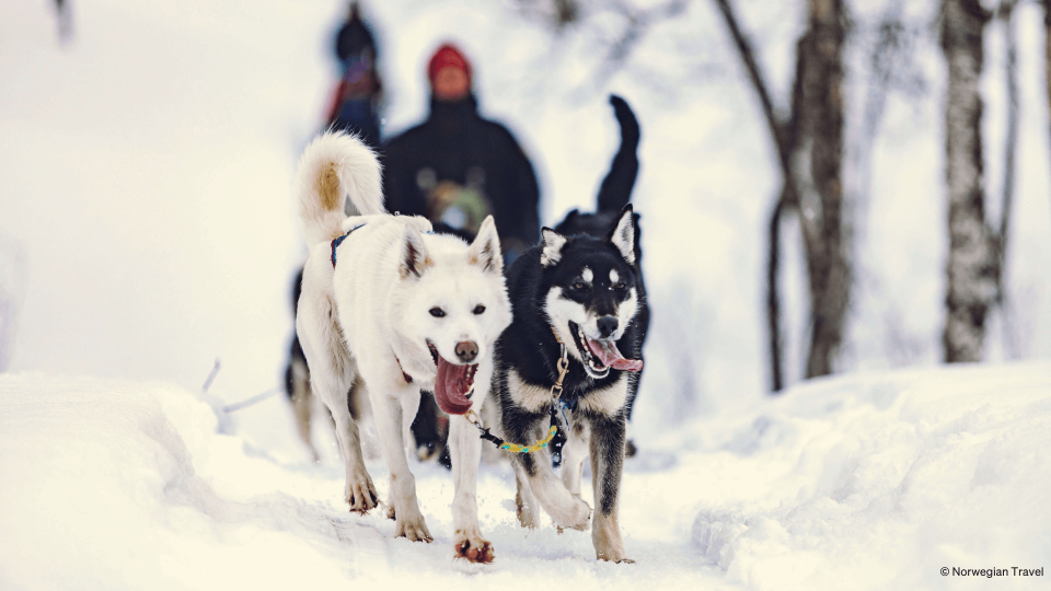 Two huskies running through snow.