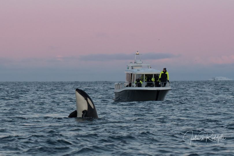 Orca Whale jumping out of water