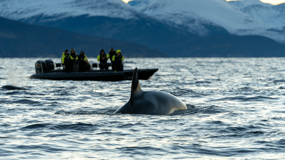 Whale coming out of water in front of people on the boat.