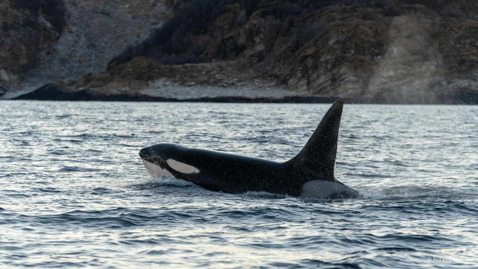Whale coming out of water.