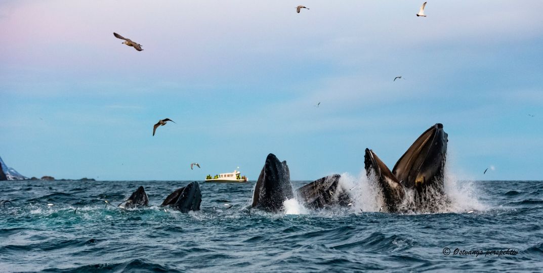 Humpback Whales jumping out of water
