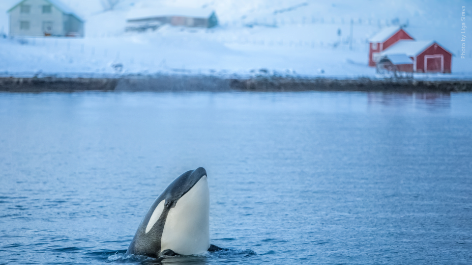Whale jumping out of water.