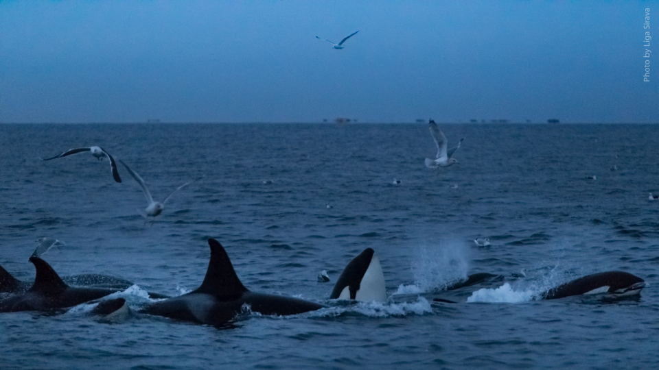 Whales coming out of water and seagulls flying over them