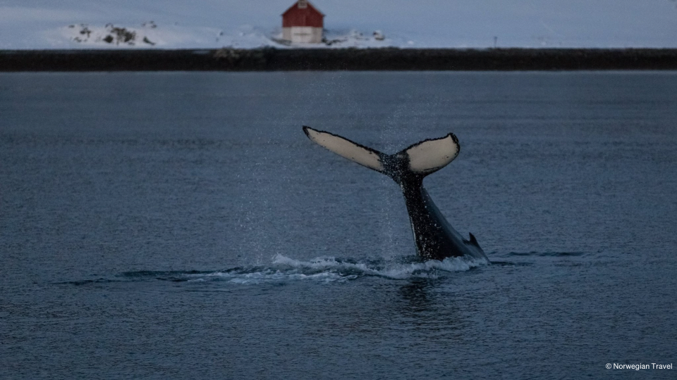 Whale diving into water.
