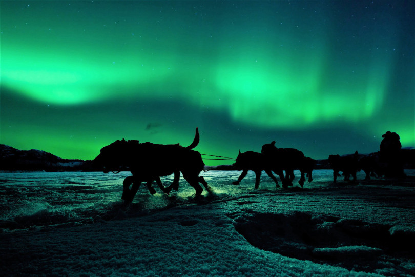 Group of huskies pulling sled with people under the Northern lights