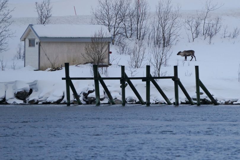 photo of reindeer from Rødne fjord Cruise by Daniel John Benton
