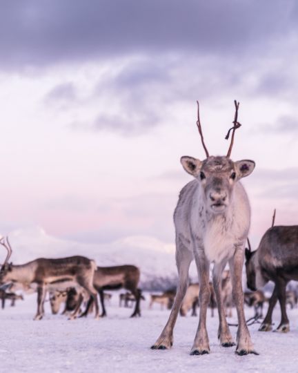 Reindeers enjoying the nature