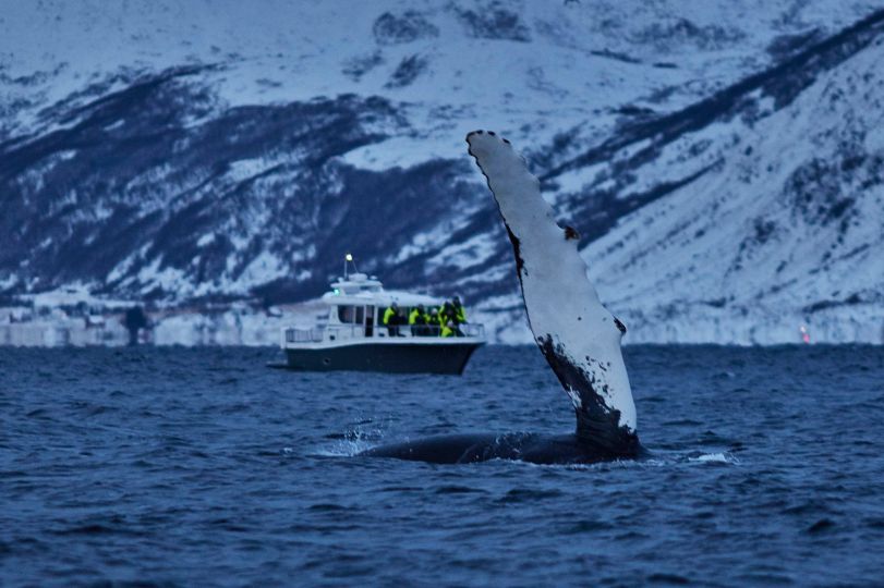 Humpback Whale jumping out of water