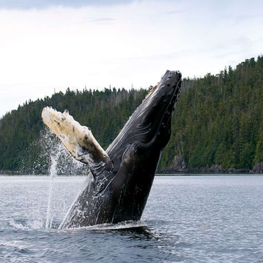 Humpback Whale jumping out of water