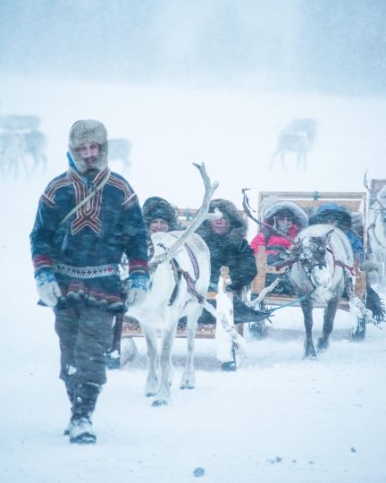 Man leading reindeer pulling sleds with people
