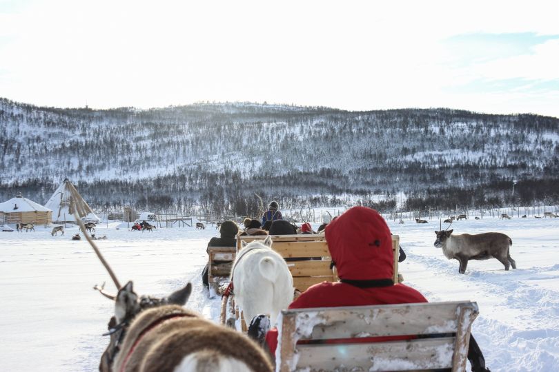 Man leading reindeer pulling sleds with people