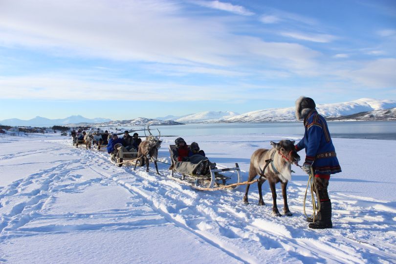 Man leading reindeer pulling sleds with people