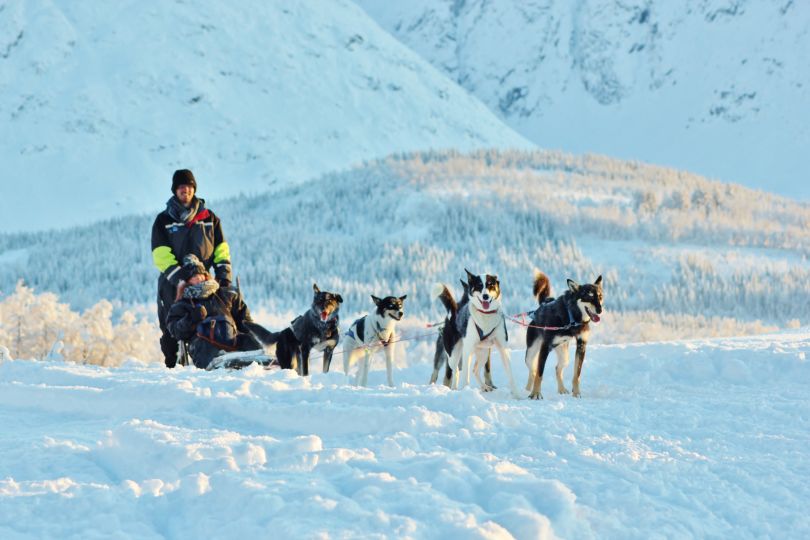 Group of huskies pulling sled with people.