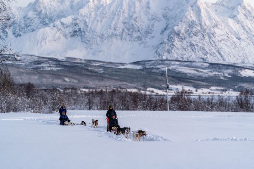 Group of huskies pulling sleds with people.