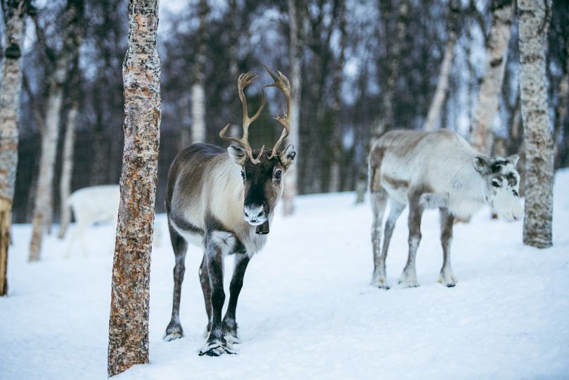 Reindeers enjoying nature