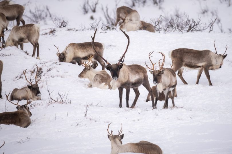 Reindeers enjoying nature