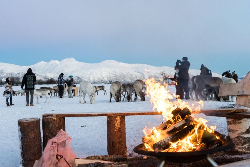 People enjoying their time with reindeers