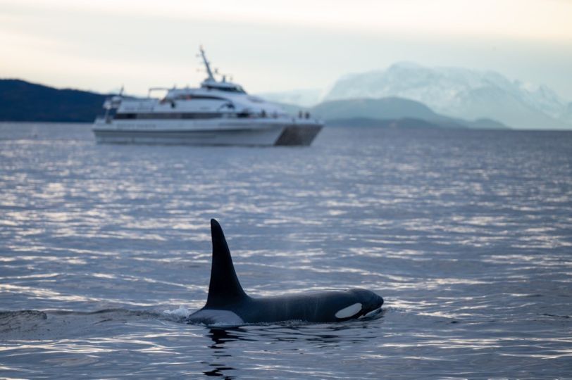 Whale jumping out of water with boat in backround.