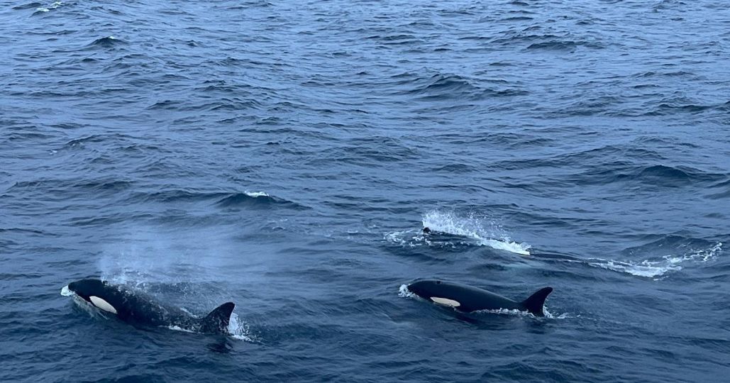 Orca whales jumping out of water