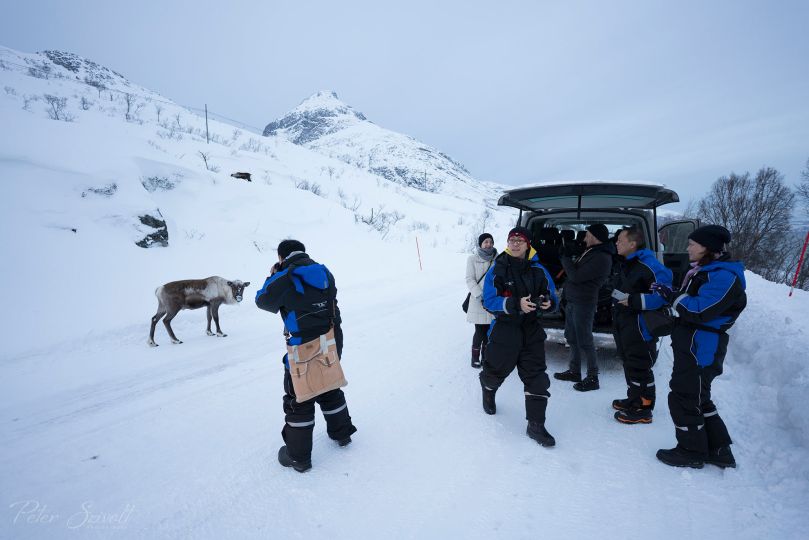 People taking photos of Reindeer in the road