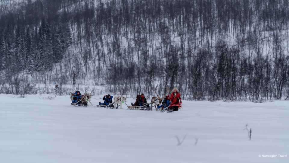 Raindeers pulling sledges with people through nature.