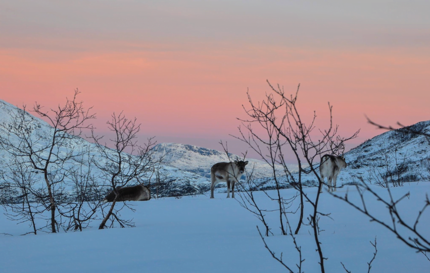 Reindeers enjoying nature