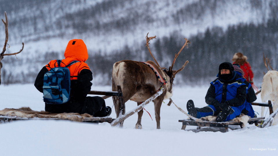 People sitting on sledge while being pulled by reindeers.