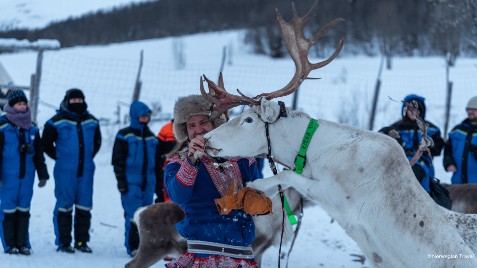 Man feeding reindeer while people watching.