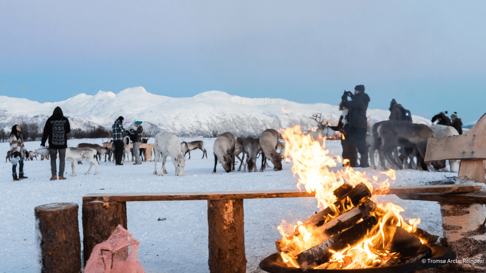People standing around herd of reindeers.