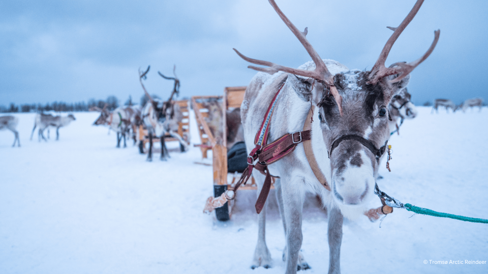 Reindeers standing on open area.