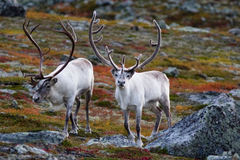 Reindeers enjoying nature